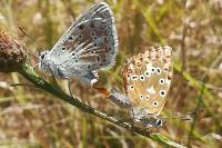 Lysandra bellargus