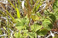 Colias crocea