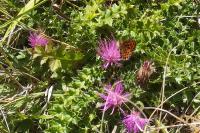 Boloria dia