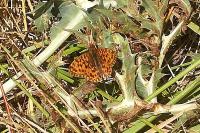 Boloria dia