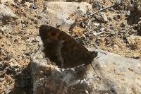 Arethusana arethusa
