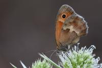 Coenonympha pamphilus