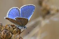 Polyommatus icarus