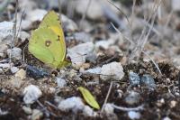 Colias crocea