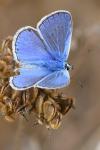 Polyommatus icarus