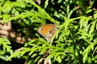 Coenonympha pamphilus