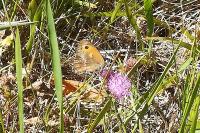 Pyronia tithonus