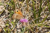 Maniola jurtina
