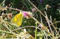 Colias crocea