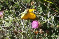 Colias crocea