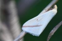 Rhodometra sacraria