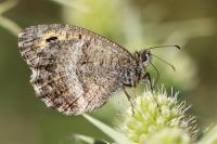 Arethusana arethusa ganda