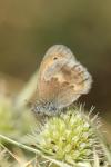 Coenonympha pamphilus