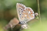 Lysandra bellargus
