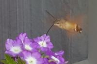 Macroglossum stellatarum