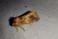 Cosmia pyralina