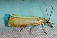 Chrysoteuchia culmella