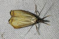 Chrysoteuchia culmella