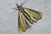 Chrysoteuchia culmella