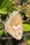 Coenonympha pamphilus