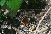 Vanessa atalanta