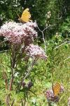 Argynnis paphia
