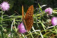 Argynnis paphia