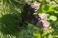 Polygonia c-album