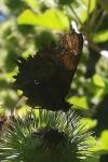 Polygonia c-album