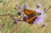 Thymelicus acteon