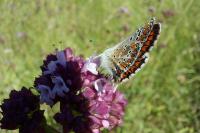 Aricia agestis