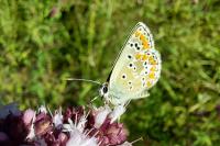 Aricia agestis