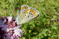 Aricia agestis