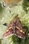 Pyrausta ostrinalis