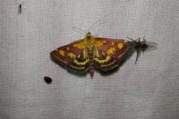 Pyrausta purpuralis