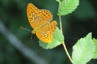 Argynnis paphia