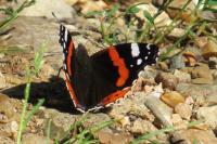 Vanessa atalanta