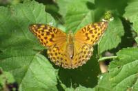 Argynnis paphia