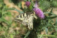 Papilio machaon