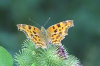 Polygonia c-album