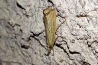 Agriphila straminella