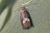 Dichrorampha petiverella