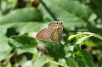 Lampides boeticus