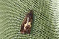 Dichrorampha petiverella