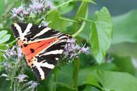 Euplagia quadripunctaria