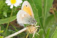 Coenonympha pamphilus