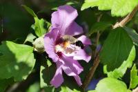 Macroglossum stellatarum