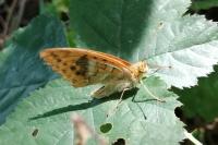 Argynnis paphia