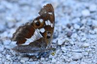 Apatura iris