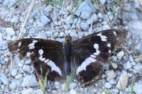 Apatura iris
